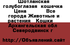 Шотланская голубоглазая  кошечка › Цена ­ 5 000 - Все города Животные и растения » Кошки   . Архангельская обл.,Северодвинск г.